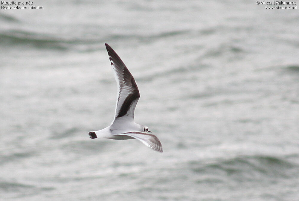 Little Gull