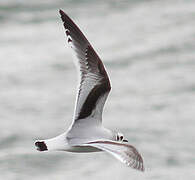 Mouette pygmée