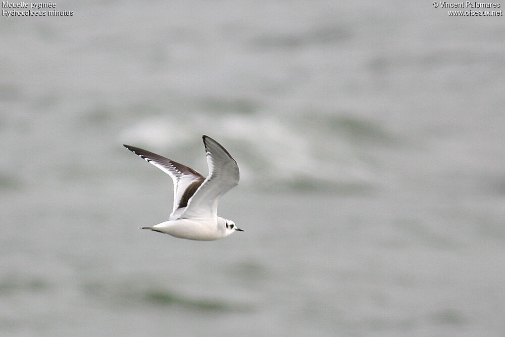 Mouette pygmée