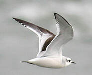 Mouette pygmée