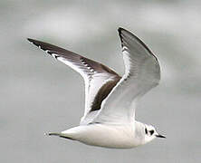 Little Gull