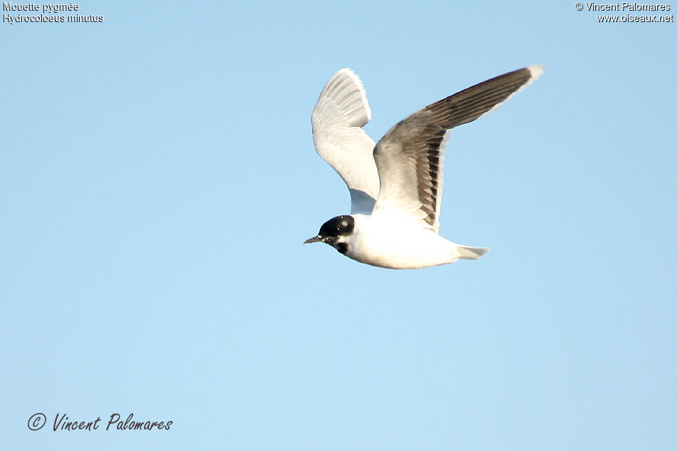 Mouette pygméeadulte