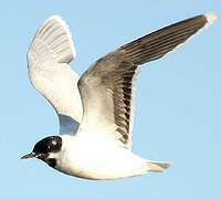 Little Gull