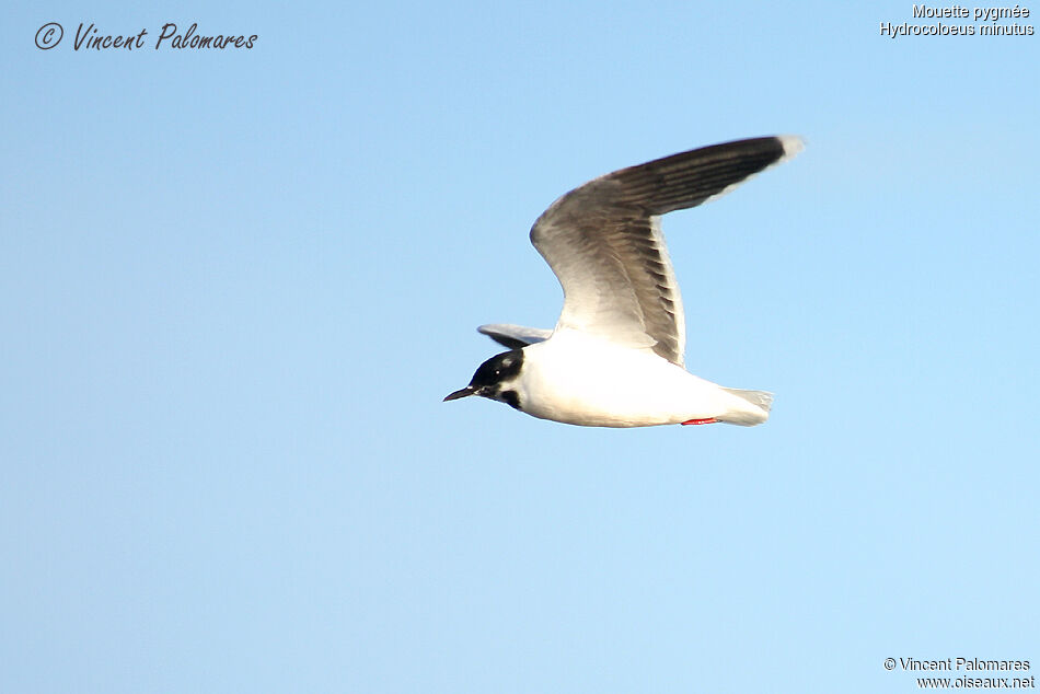 Mouette pygmée