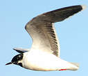 Mouette pygmée