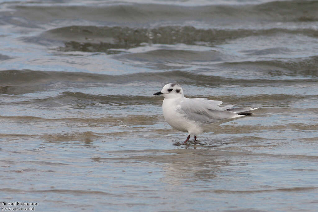 Mouette pygméeadulte internuptial, identification