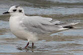 Mouette pygmée