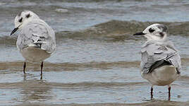 Mouette pygmée