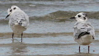 Little Gull