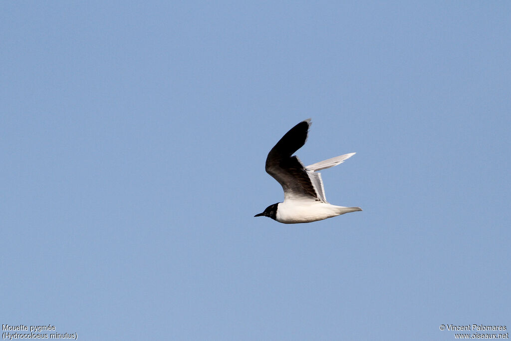 Mouette pygméeadulte, Vol