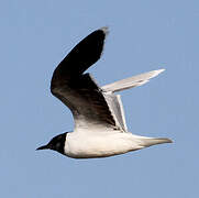 Little Gull