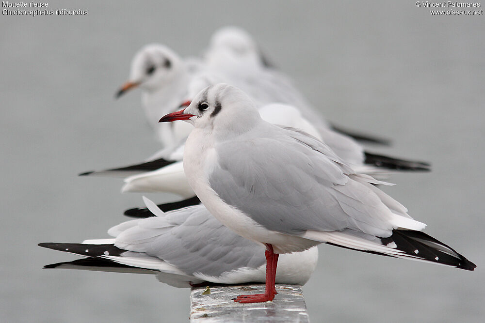 Mouette rieuseadulte internuptial