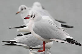 Mouette rieuse