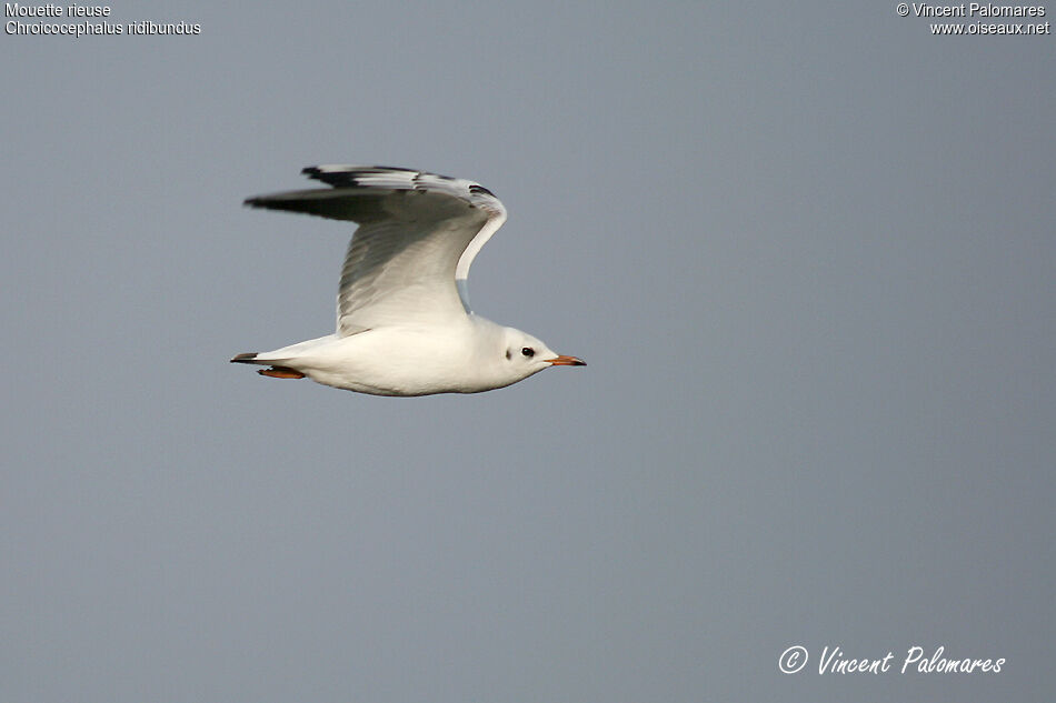 Mouette rieuse2ème année