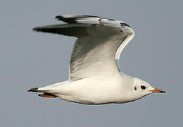 Mouette rieuse