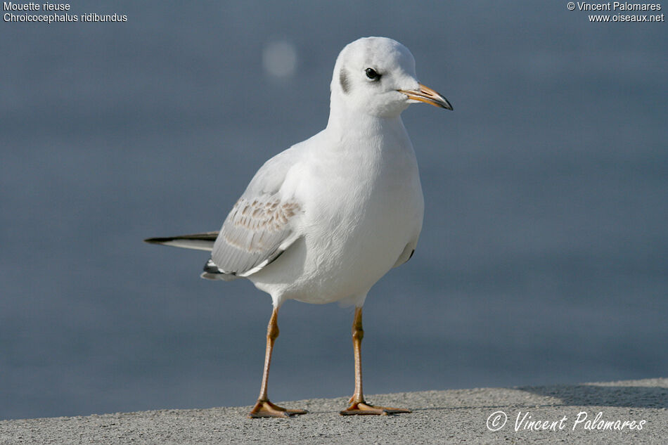 Mouette rieuse1ère année