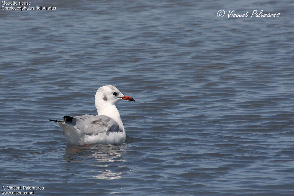 Black-headed Gull