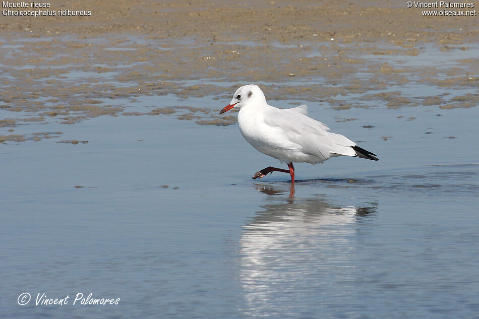 Black-headed Gull