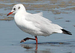 Black-headed Gull