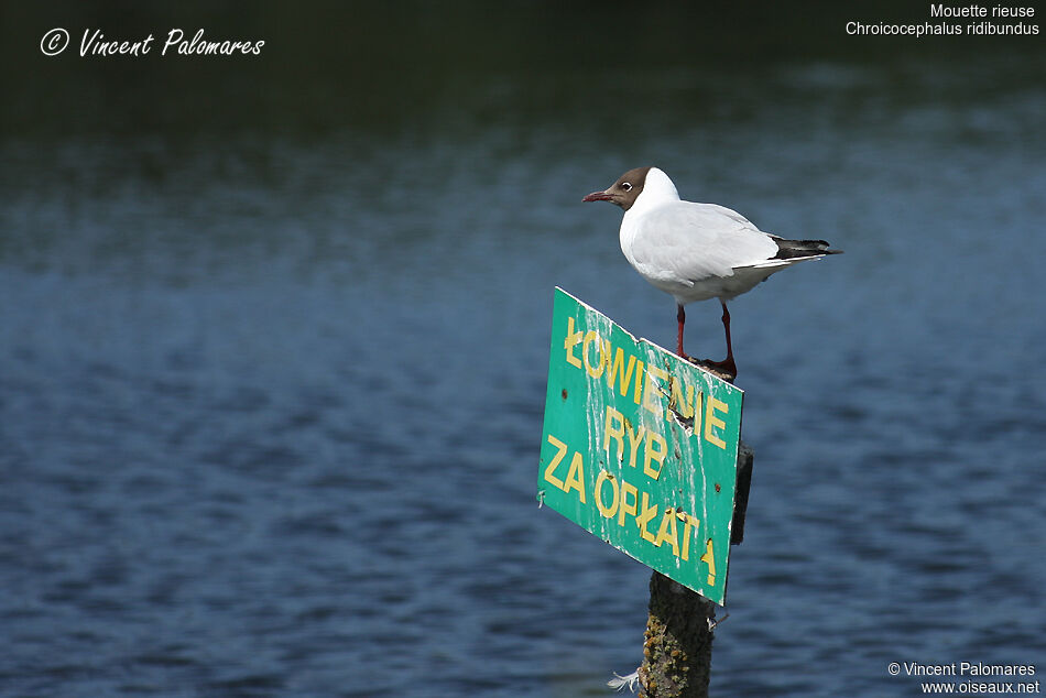 Mouette rieuseadulte