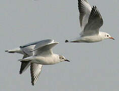 Mouette rieuse