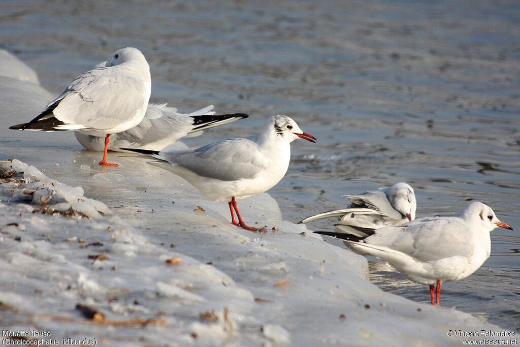 Black-headed Gulladult post breeding