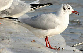 Mouette rieuse