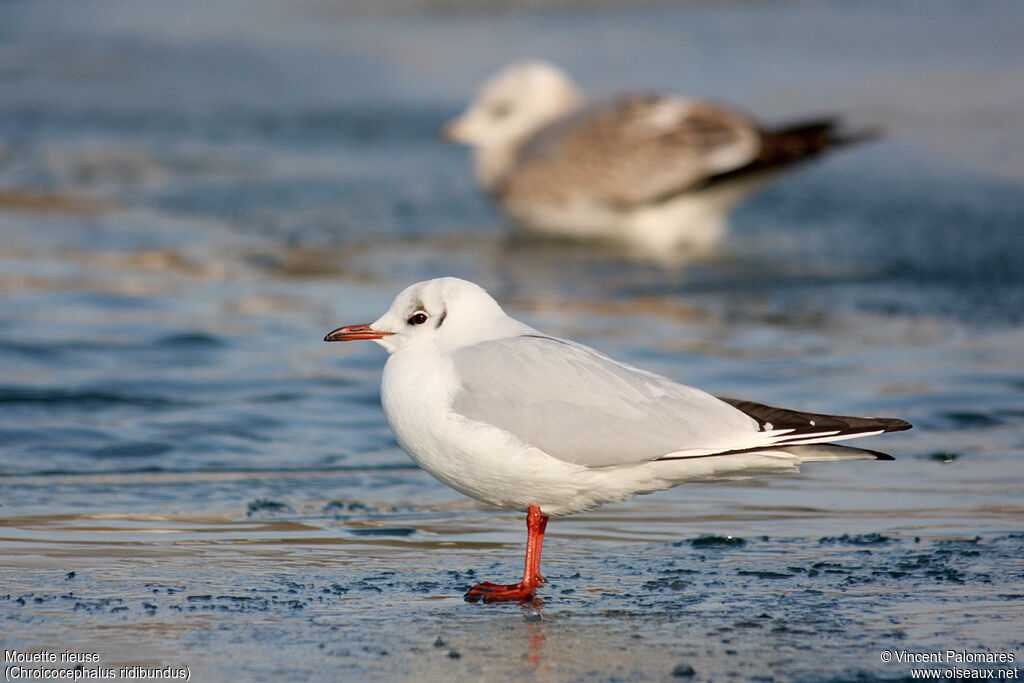 Mouette rieuseadulte internuptial