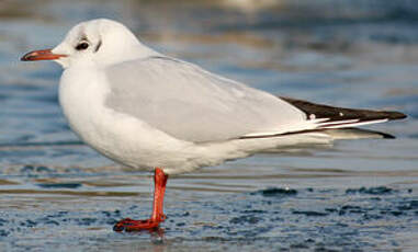 Mouette rieuse