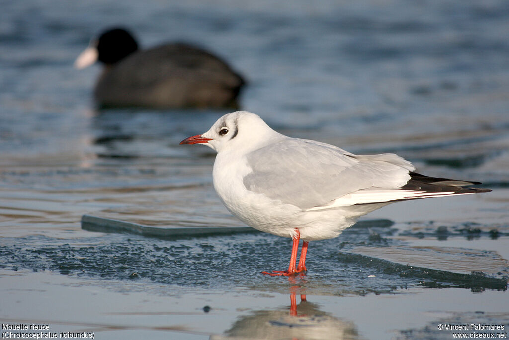 Mouette rieuseadulte internuptial