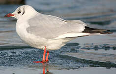 Mouette rieuse