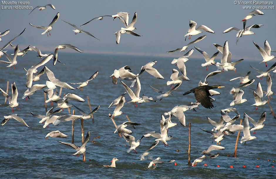 Mouette rieuse