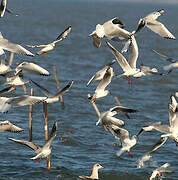 Mouette rieuse