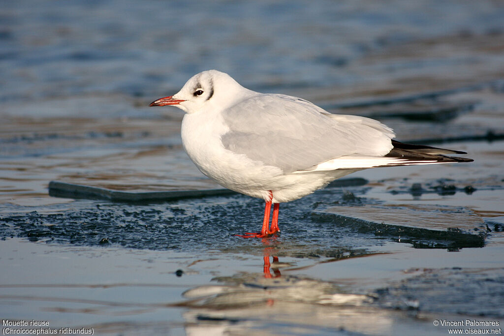 Black-headed Gulladult post breeding