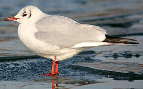 Black-headed Gull