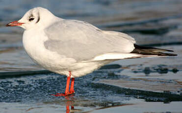 Mouette rieuse