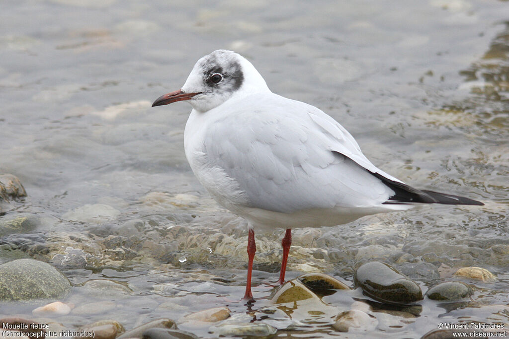 Mouette rieuseadulte