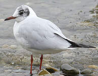 Mouette rieuse