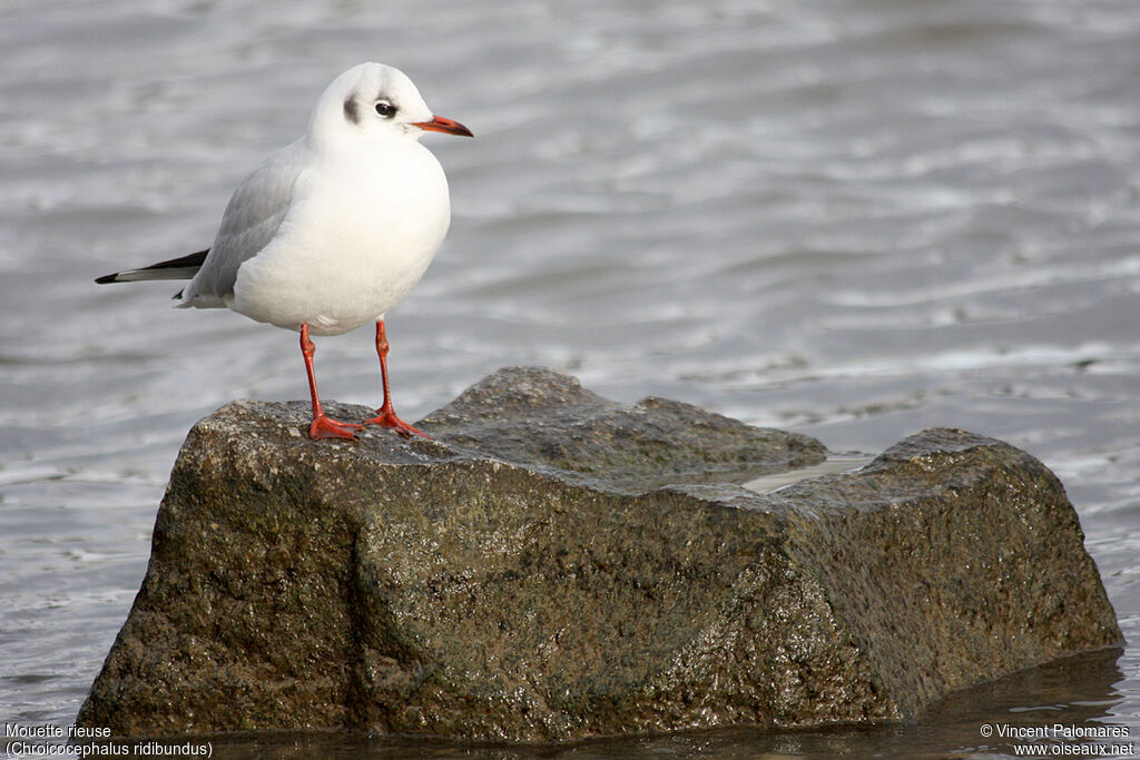 Mouette rieuseadulte internuptial