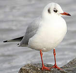 Mouette rieuse