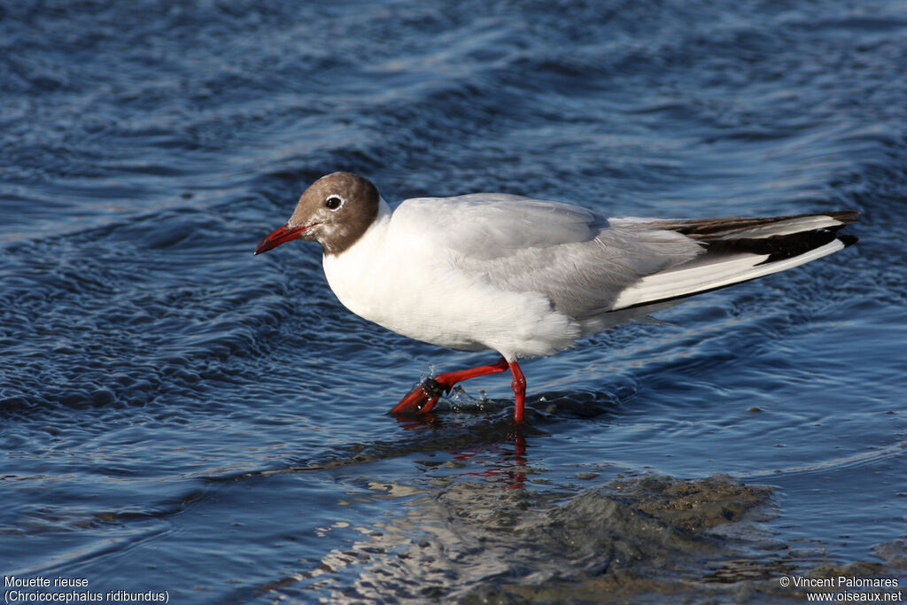 Mouette rieuseadulte nuptial