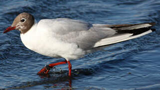 Black-headed Gull