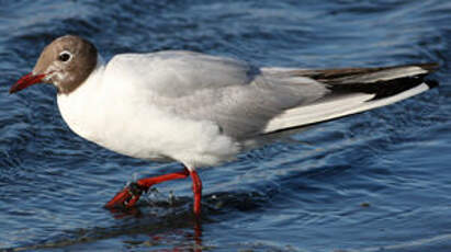 Mouette rieuse