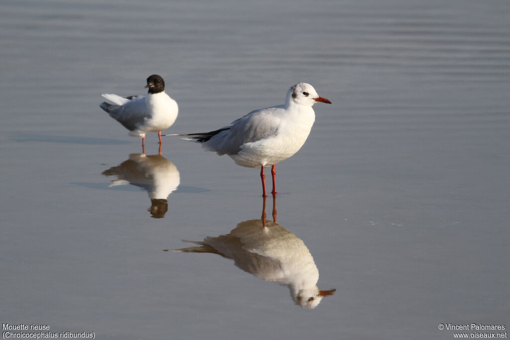 Mouette rieuse