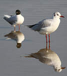 Mouette rieuse