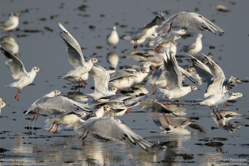 Mouette rieuse