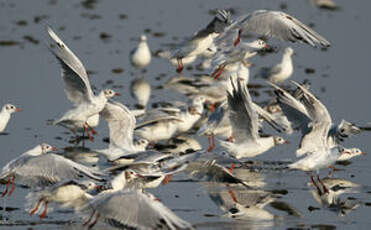 Mouette rieuse