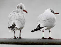 Black-headed Gull