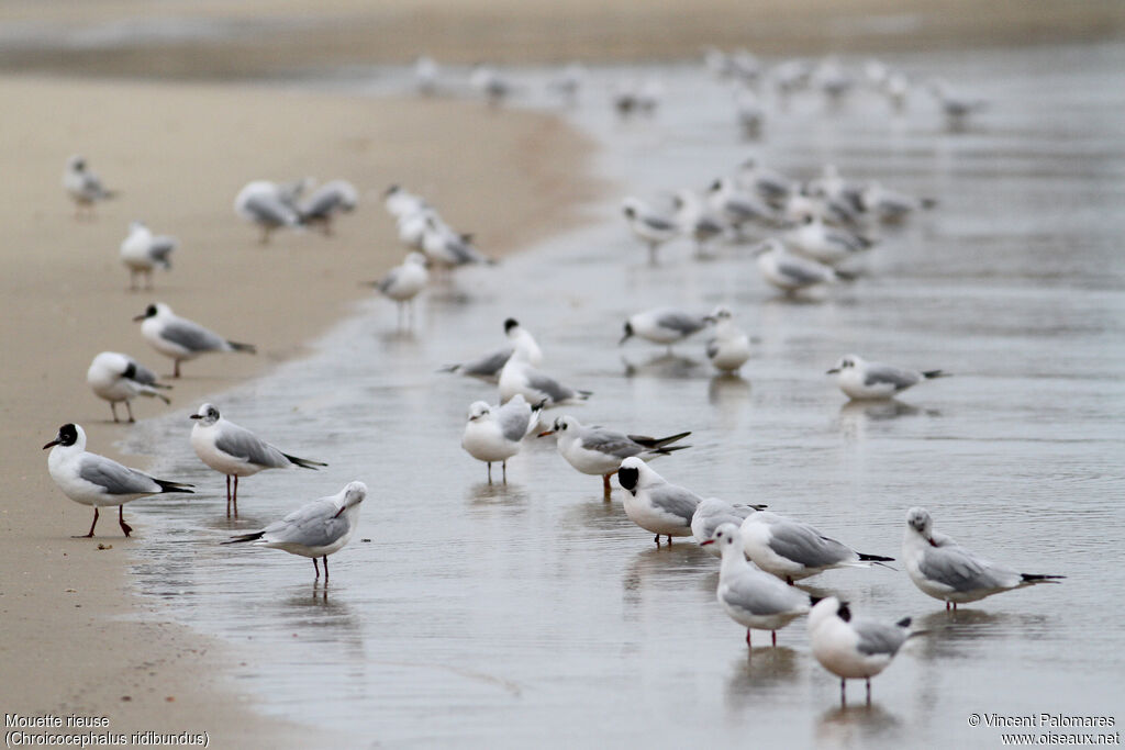 Mouette rieuse