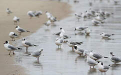 Mouette rieuse